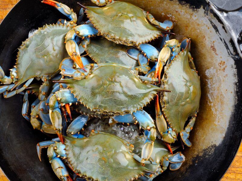 Maryland Blue crabs