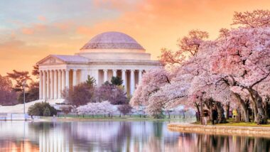 Image of Jefferson Memorial Landmark near cherry blossoms