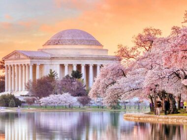 Image of Jefferson Memorial Landmark near cherry blossoms