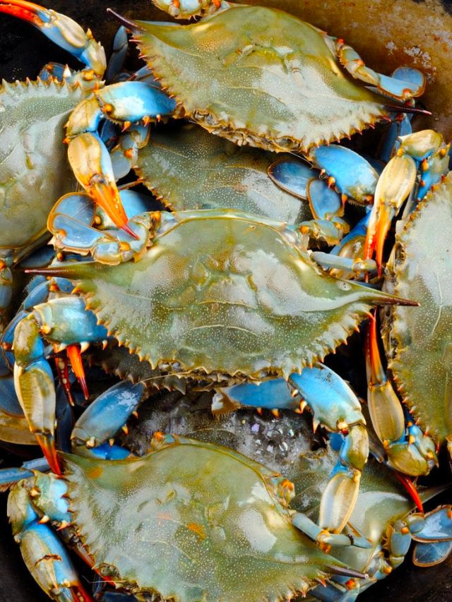 Savoring Tradition: Honoring Maryland’s Iconic Blue Crabs