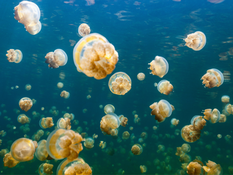 Jellyfish lake, Palau